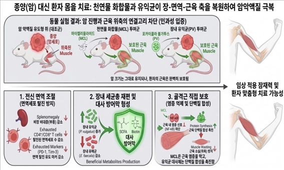 천연물 화합물 및 유익균 매개 장-면역-근육 축 복원을 통한 암 악액질 극복 기전  KIST 제공