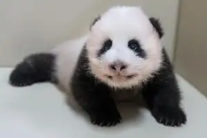 에버랜드 막둥이 아기 판다 이름 지어 주세요