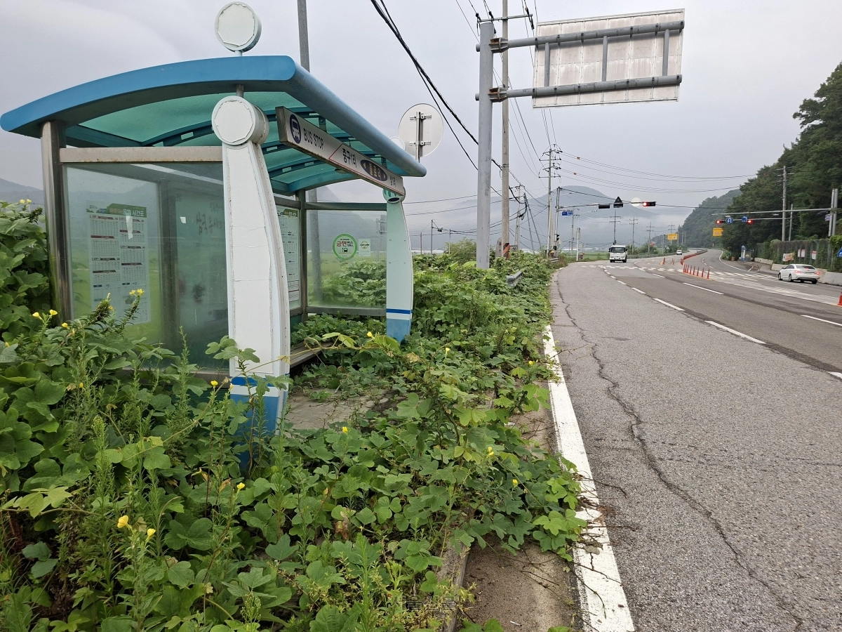 대구 군위군 효령면 불로리 마을 앞 국도 5호선 도로변에 설치된 버스정류장이 사방 수풀 등으로 휩쌓인 채 흉물스럽게 방치되고 있다.
