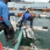 냉수대 소멸…경남 양식어류 고수온 피해 80만 마리 육박