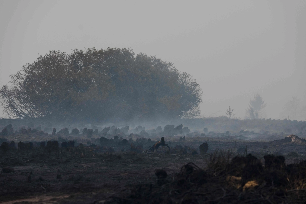 BELGIUM-ENVIRONMENT-CLIMATE-WEATHER-WILDIFRE