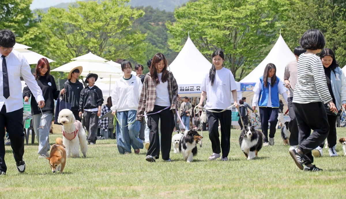 의견의 고장인 전북 임실군 오수면에서 개최된 의견제에서 반려견 가족들이 즐거운 시간을 보내고 있다. 임실군 제공
