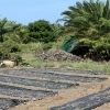 “야자수밭 공격·저항 흔적도 없어… 우울증·약물 처방 내역도 없다”