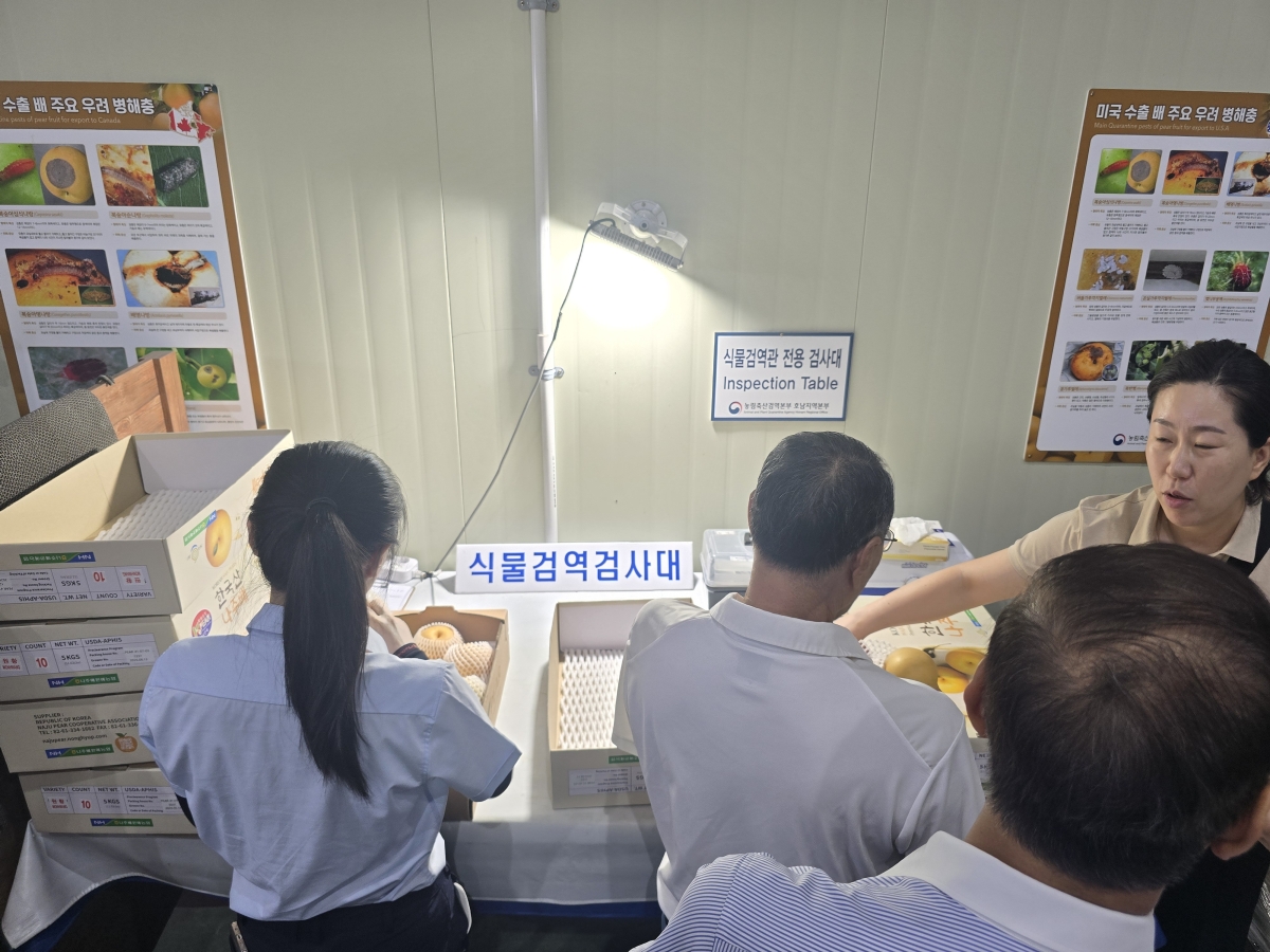 2026년산 나주배 미국 수출을 위한 식물검역검사가 진행되고 있다. 전남광주통합특별시 제공