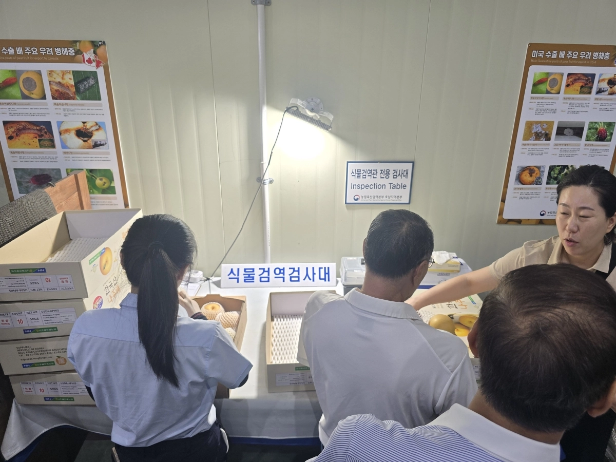 2026년산 나주배 미국 수출을 위한 식물검역검사가 진행되고 있다. 전남광주통합특별시 제공