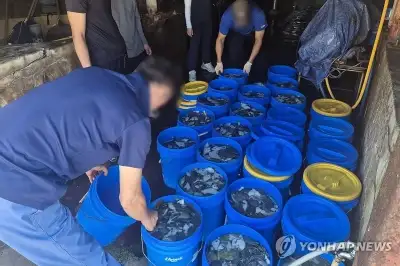 고수온 덮친 경북 동해안… 양식어류 263만 마리 폐사, 역대 최대치 근접