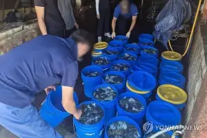 고수온 덮친 경북 동해안… 양식어류 263만 마리 폐사, 역대 최대치 근접