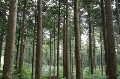 산림청, 내년도 예산안 3조 1582억…산림재난 대응 등 강화