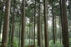 산림청, 내년도 예산안 3조 1582억…산림재난 대응 등 강화