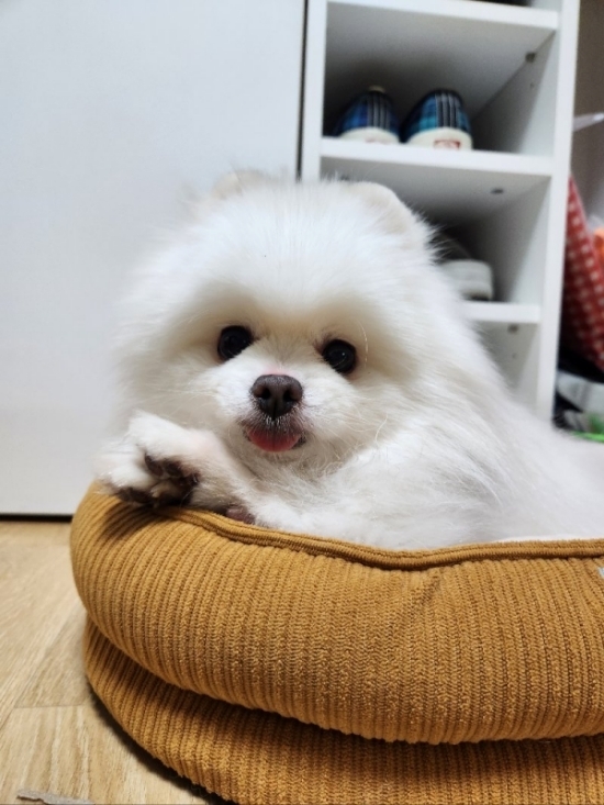 ▲ 신O정 님의 반려동물 ‘솜이’ 사진(출처: 포인핸드 앱-포인핸드스토리)