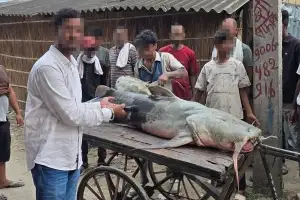 네팔 홍수 이후 “이상한 물고기 막 잡힌다”…인도 정부 “먹지 말라” 경고