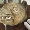 “잡동사니 속에 1억이?”…9만원에 산 골동품, 알고 보니 ‘전설의 멸종 동물’ [월드픽]