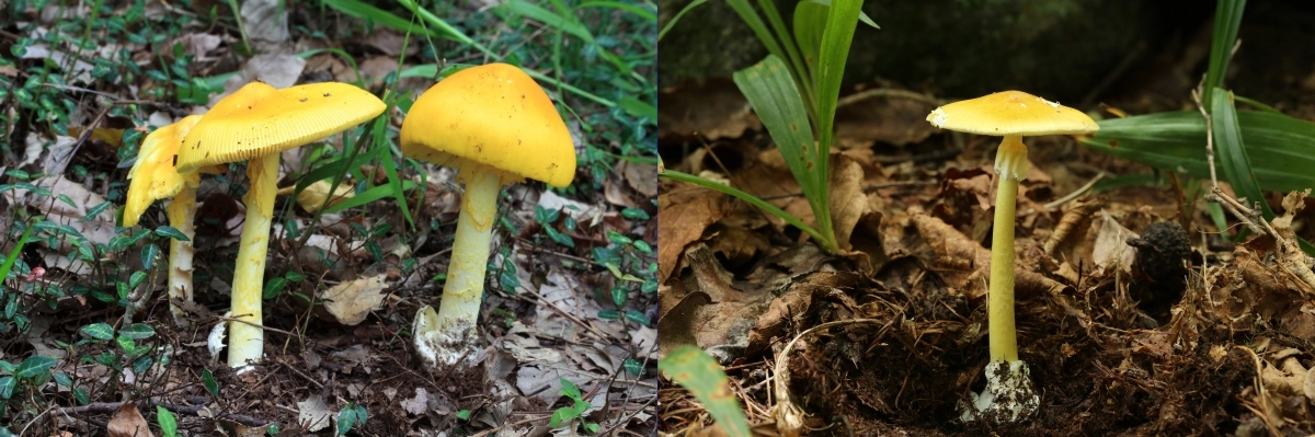 산에서 발견된 야생버섯이 식용버섯인지 알아 볼 수 있을까. 전문가들은 절대 채취·식용하지 말라고 당부한다. 왼쪽 사진은 먹을 수 있는 노란달걀버섯, 오른쪽은 식용시 심하면 사망할 수 있는개나리광대버섯이다. 농촌진흥청 제공
