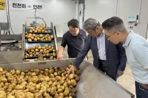 올해 고랭지 감자 생산량 전년 대비 7.4% 증가 예상…aT, 정부수매 추진