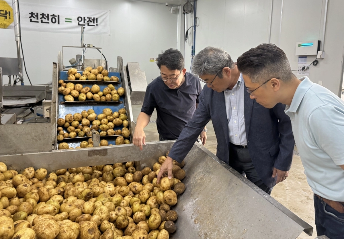 이재욱 한국농수산식품유통공사(aT) 수급이사가 7일 강원 평창군농업기술센터에서 올해 고랭지감자 품질을 점검하고 있다.  한국농수산식품유통공사 제공