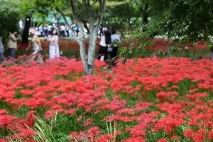 ‘붉은 융단’으로 물든 남도…영광·함평서 ‘상사화·꽃무릇’ 축제 잇따라 개막
