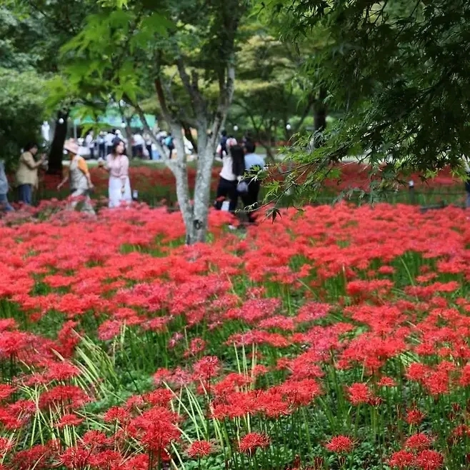 전남광주 영광 불갑산에 상사화가 붉게 피어 있다. (영광군 제공)