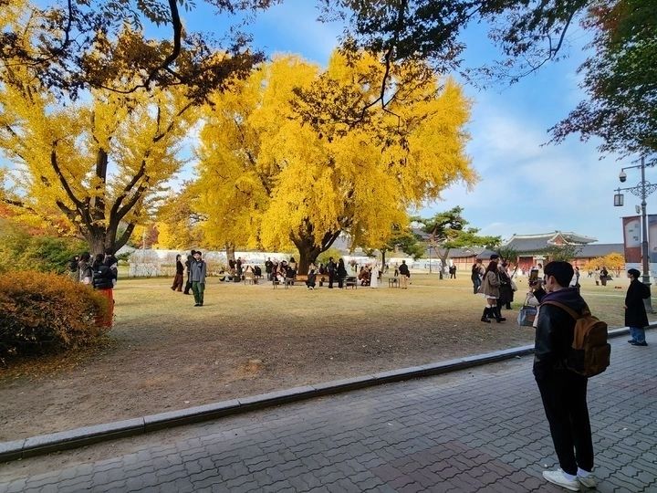 서울 종로구에 위치한 국립고궁박물관 은행나무 쉼터 전경. 국가유산청 제공