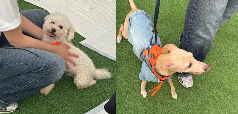 입양제를 통해 입양간 푸우(현 소망)와 건이