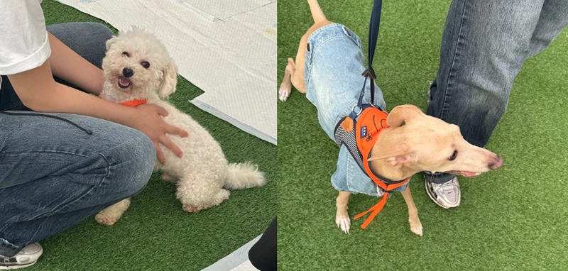 입양제를 통해 입양간 푸우(현 소망)와 건이