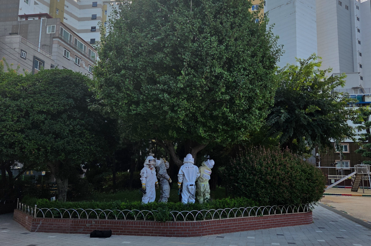 부산 서구 한 초등학교에서 소방 대원들이 나무에 있는 벌집을 제거하고 있다. 부산소방재난본부 제공