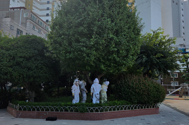 부산 서구 초등학교서 말벌 습격… 안전지킴이 등 8명 쏘여