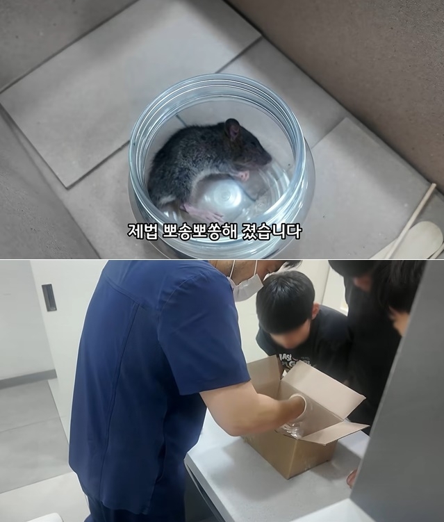 길에서 죽어가는 야생 생쥐를 발견한 초등학생 세 명이 자신들이 모은 2만원을 들고 동물병원을 찾아 치료를 부탁한 사연이 전해졌다. 유튜브 채널 ‘동행동물병원 | 동동행행’ 캡처