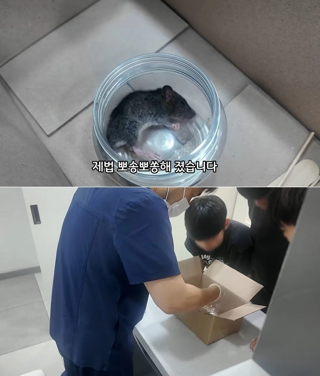길에서 죽어가는 야생 생쥐를 발견한 초등학생 세 명이 자신들이 모은 2만원을 들고 동물병원을 찾아 치료를 부탁한 사연이 전해졌다. 유튜브 채널 ‘동행동물병원 | 동동행행’ 캡처