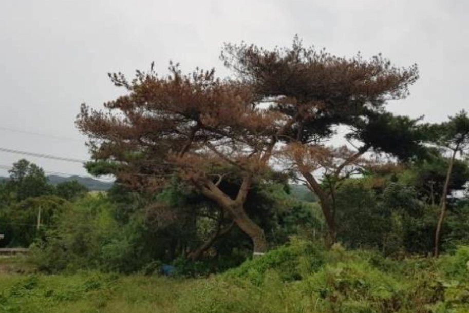 재선충에 감염된 소나무. 충남도 제공
