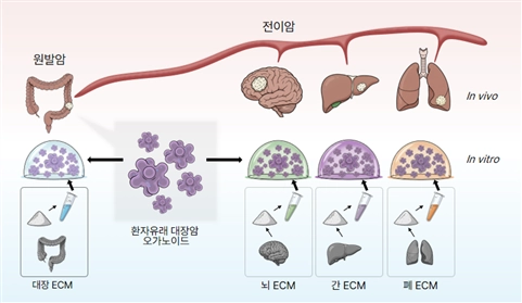대장암 세포의 전이 초기 적응 과정을 분석하는 실험 모식도.