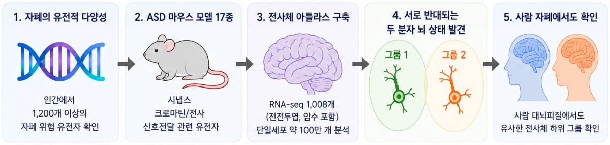 자폐의 유전적 다양성 분류 연구 방법  과학기술정보통신부 제공