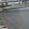 부산 북항 친수공원에 상어 나타나…해경 외해 유도 중