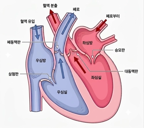심장의 구조