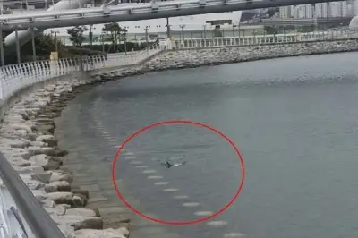 부산 북항 친수공원에 나타난 상어 외해 몰이 중단…스스로  나가도록 유도