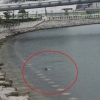 부산 북항 친수공원에 나타난 상어 외해 몰이 중단…스스로 나가도록 유도