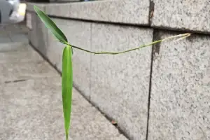 묵묵히 버틴 여름