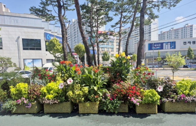 늦더위 반갑다… 안동 도심에 ‘열대풍 정원’ 활짝