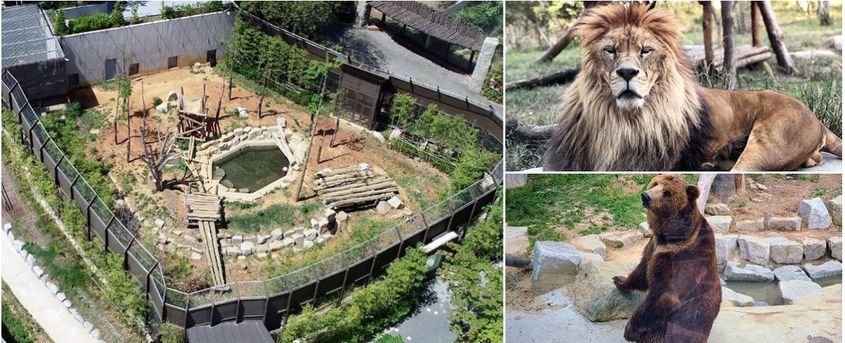 전주동물원 맹수의 숲. 전주동물원 홈페이지
