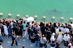 “연휴에 더 몰릴라”…부산 북항 상어 구경 인파에 안전대책 논의