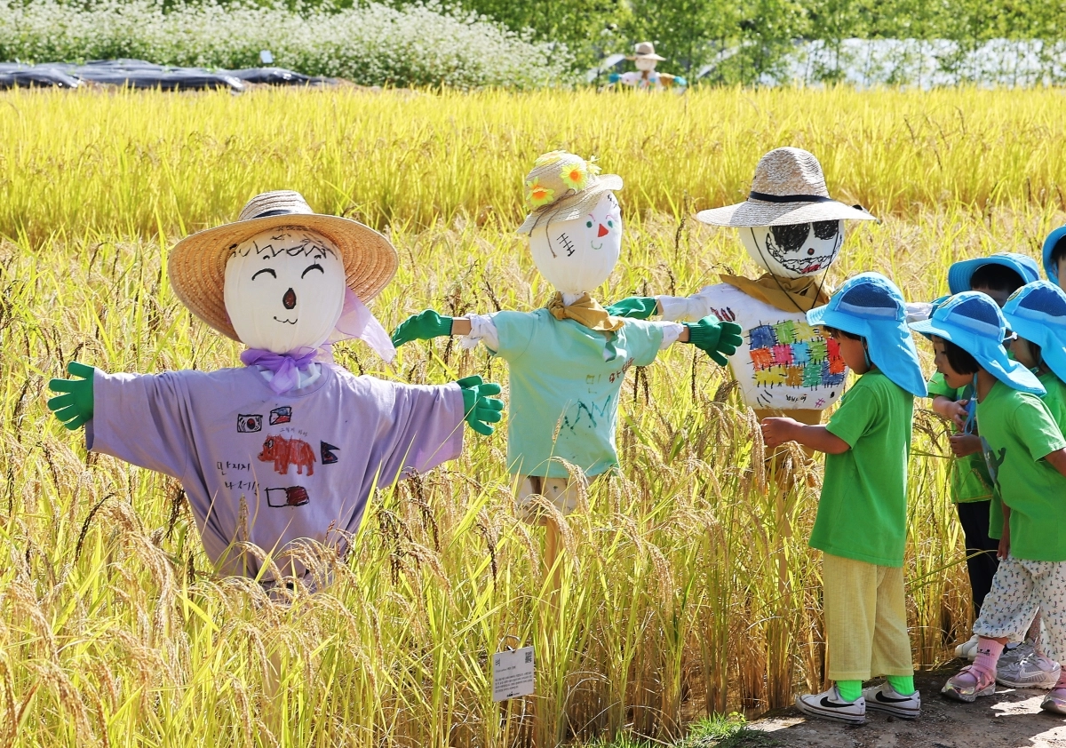 허수아비 함께한 황금 들녘