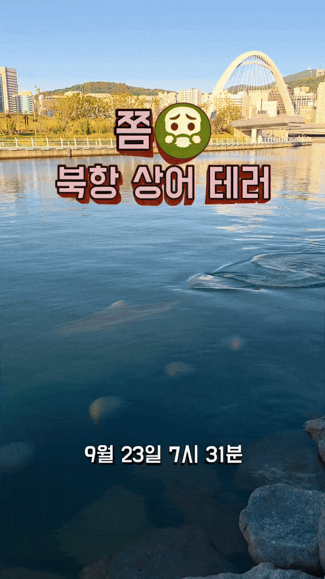 부산 북항친수공원 수로에 머무르고 있는 상어 ‘부캉이’를 보기 위해 연일 시민들이 몰려든 가운데 23일 오전 상어를 향해 죽은 생선 등을 던지는 장면이 목격됐다. 인스타그램 캡처