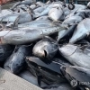 바다의 로또에서 골칫거리로…참치 쿼터제의 딜레마