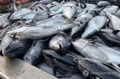 바다의 로또에서 골칫거리로…참치 쿼터제의 딜레마