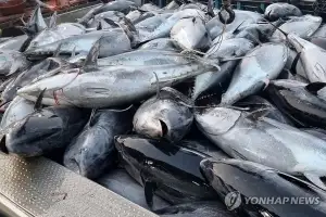 바다의 로또에서 골칫거리로…참치 쿼터제의 딜레마