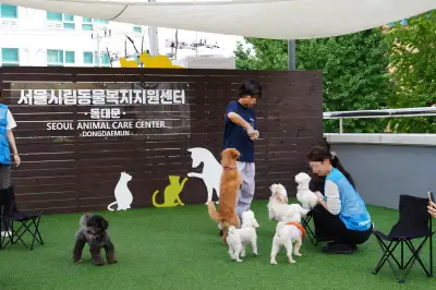 “명절 함께 보낼 가족 찾아요”…서울, 유기동물 보러오세요