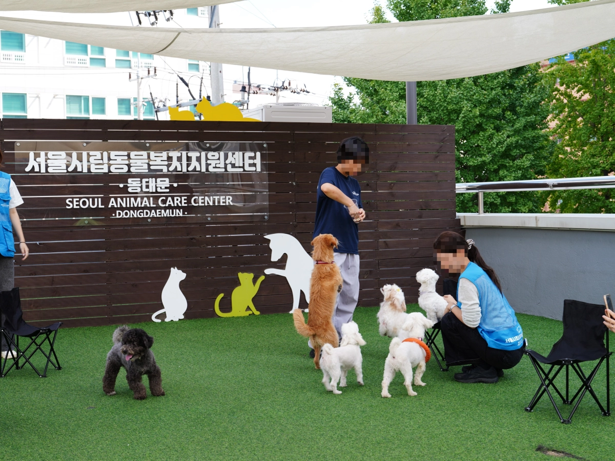 서울 동대문구 서울시립동물복지지원센터에서 자원봉사자들이 입소한 동물들과 시간을 보내고 있다. 서울시 제공