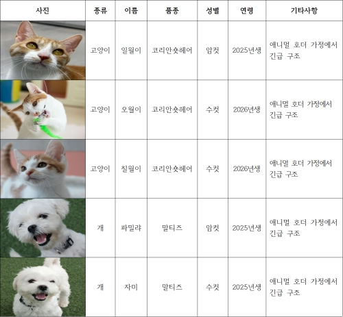 서울시립동물복지지원센터 동대문에 입소한 동물 현황. 서울시 제공
