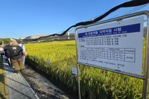 폭염·병충해에도 끄떡없게…전국 농촌 ‘기후 강한 벼’ 개발 잰걸음
