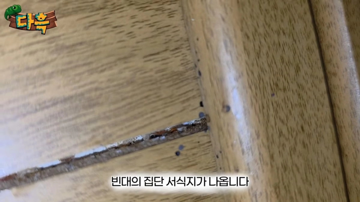 부산의 한 찜질방에서 빈대에 물리고 옮아 왔다는 제보를 유튜버 ‘다흑’이 확인한 결과 심각한 수준으로 빈대가 발생한 현장을 포착했다. 유튜브 ‘다흑’ 채널 캡처
