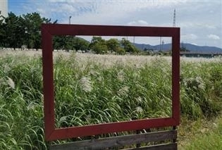 물억새 전경 울산시 제공